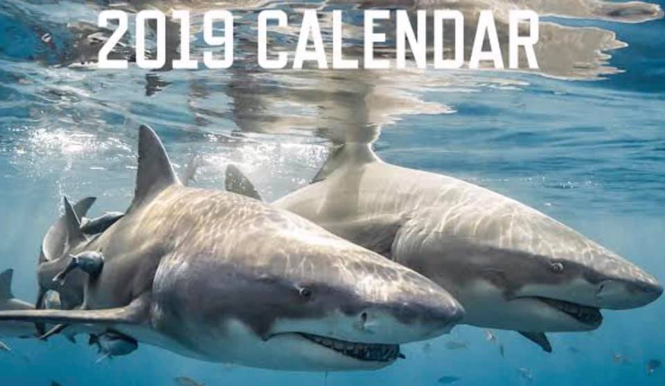 We’re launching a new Calendar St Kilda Sharks